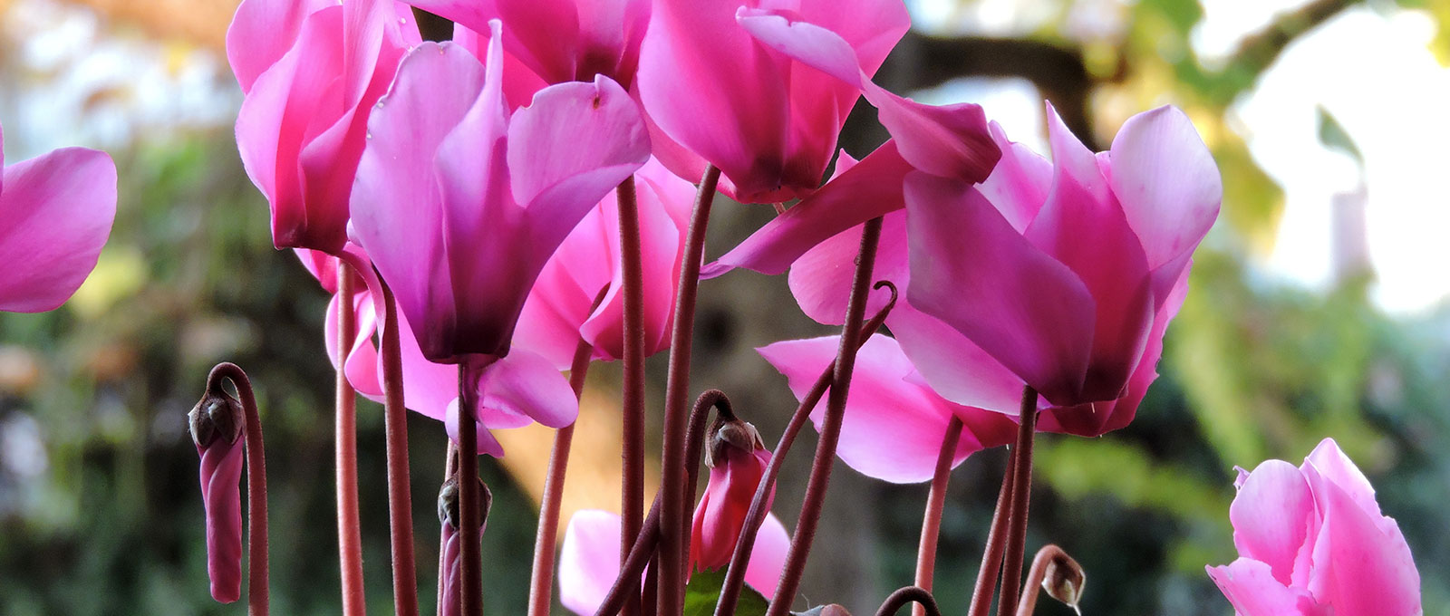 Blog-50-Cyclamen.jpg