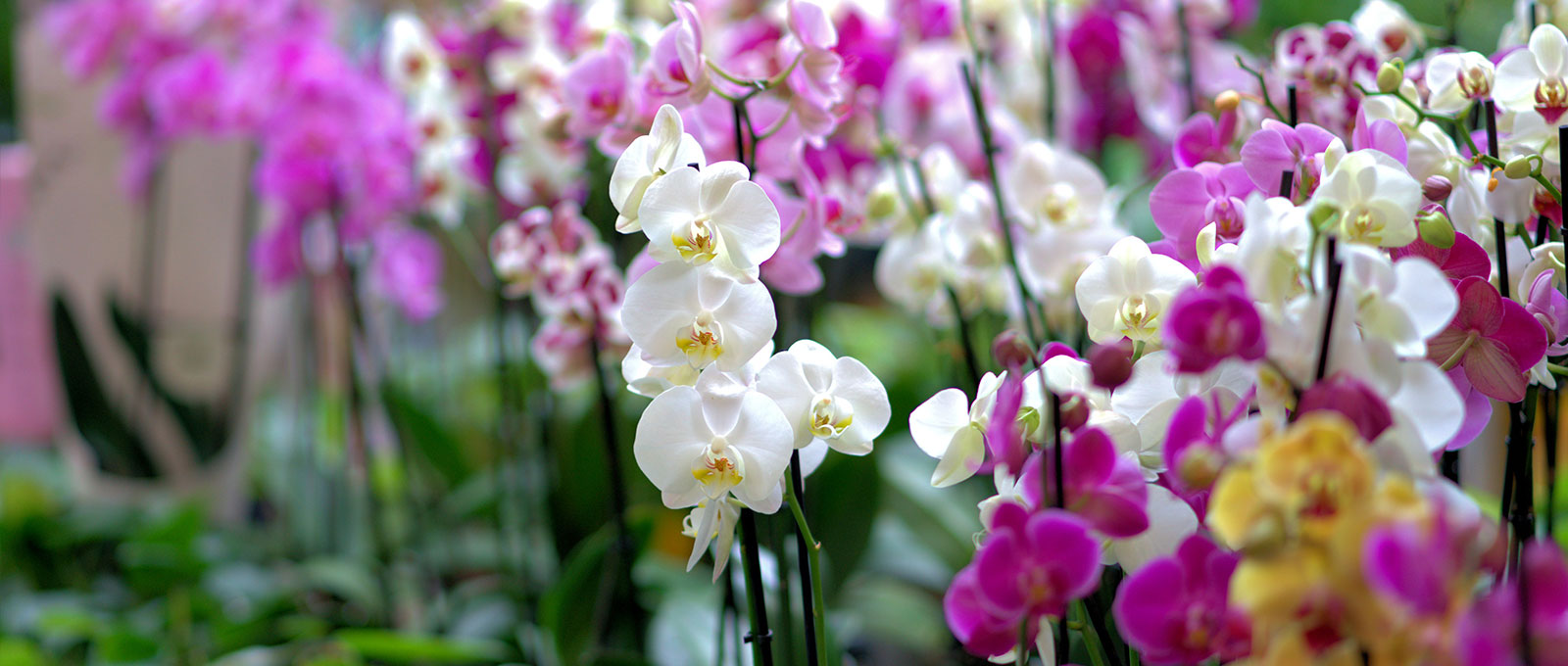 Blog-50-Orchid.jpg