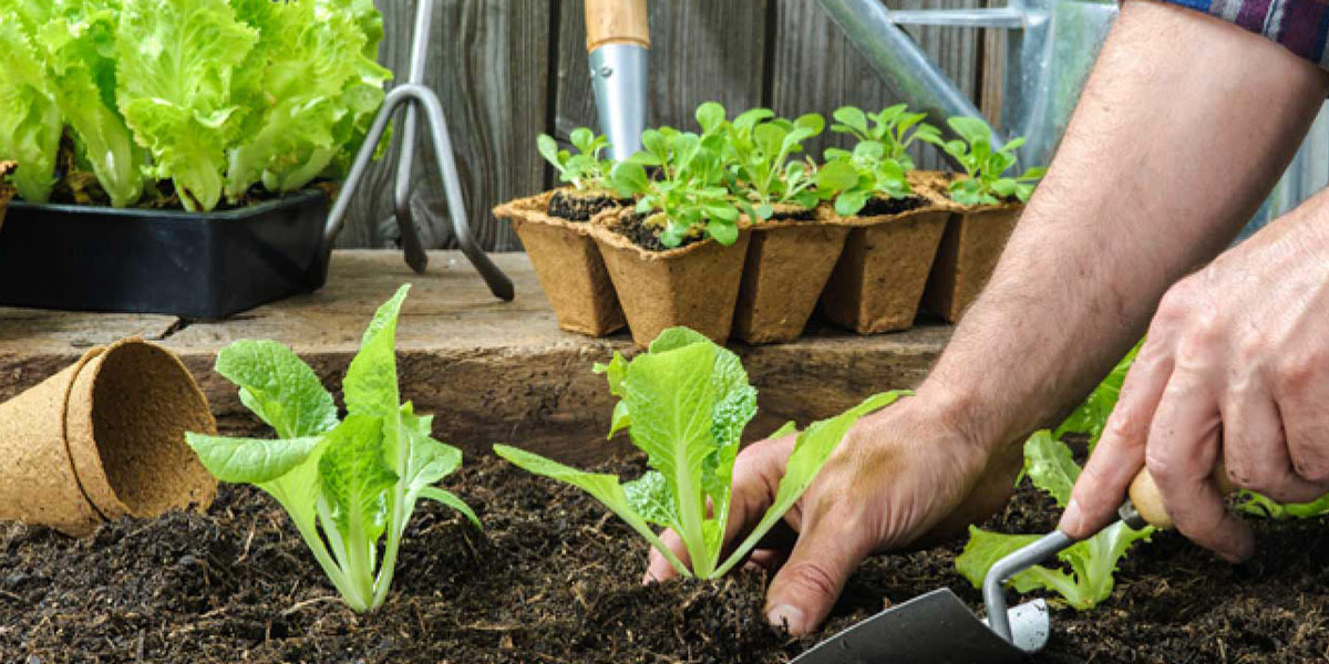 Are your vegetable garden attempts unsuccessful?